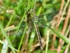 Emperor Dragonfly at Bowers Marsh (RSPB) (Graham Oakes) (81683 bytes) Emperor Dragonfly at Bowers Marsh (RSPB) (Graham Oakes) (81683 bytes)