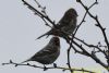 Mealy Redpoll at Canvey Wick (Richard Howard) (54062 bytes)