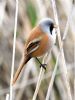 Bearded Tit at Bowers Marsh (RSPB) (Graham Oakes) (63981 bytes)