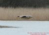 Bittern at Wat Tyler Country Park (Richard Howard) (77111 bytes)