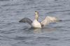 White-billed Diver at Southend Pier (Jeff Delve) (61135 bytes)