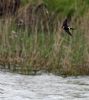 Red-rumped Swallow at Gunners Park (Vince Kinsler) (182209 bytes)