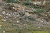 Wheatear at Gunners Park (Richard Howard) (114830 bytes)