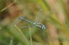 Southern Migrant Hawker at Vange Marsh (RSPB) (Richard Howard) (38400 bytes)