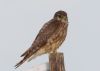 Merlin at Wallasea Island (RSPB) (Jeff Delve) (31475 bytes)