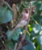 Lesser Redpoll at Canewdon (Jeff Delve) (68899 bytes)