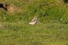 Wheatear at Gunners Park (Richard Howard) (157996 bytes)