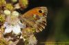 Gatekeeper at West Canvey Marsh (RSPB) (Richard Howard) (73813 bytes)