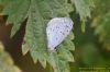 Holly Blue at Wat Tyler Country Park (Richard Howard) (72078 bytes)