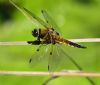Four-spotted Chaser at Bowers Marsh (RSPB) (Graham Oakes) (54109 bytes) Four-spotted Chaser at Bowers Marsh (RSPB) (Graham Oakes) (54109 bytes)