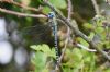 Southern Migrant Hawker at Canvey Way (Richard Howard) (69778 bytes)