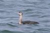 White-billed Diver at Southend Pier (Vince Kinsler) (58598 bytes)