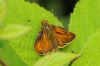 Large Skipper at Belfairs (Richard Howard) (51002 bytes)