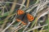 Small Copper at Gunners Park (Richard Howard) (77631 bytes)