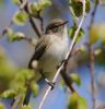 Chiffchaff at Gunners Park (Vince Kinsler) (65652 bytes)