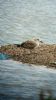 Yellow-legged Gull at Wat Tyler Country Park (Neil Chambers) (63753 bytes)