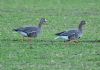 White-fronted Goose at Bowers Marsh (RSPB) (Graham Oakes) (81843 bytes) White-fronted Goose at Bowers Marsh (RSPB) (Graham Oakes) (81843 bytes)