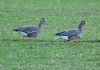 White-fronted Goose at Bowers Marsh (RSPB) (Graham Oakes) (81843 bytes)