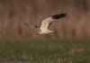 Hen Harrier at Wallasea Island (RSPB) (Jeff Delve) (28311 bytes) Hen Harrier at Wallasea Island (RSPB) (Jeff Delve) (28311 bytes)
