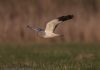 Hen Harrier at Wallasea Island (RSPB) (Jeff Delve) (28311 bytes)