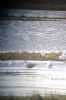 Glaucous Gull at Wat Tyler Country Park (Neil Chambers) (68423 bytes) Glaucous Gull at Wat Tyler Country Park (Neil Chambers) (68423 bytes)