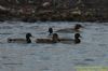 Goosander at Wallasea Island (RSPB) (Richard Howard) (68577 bytes)