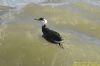 Guillemot at Southend Pier (Richard Howard) (52375 bytes)