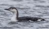 Black-throated Diver at Gunners Park (Andrew Armstrong) (51637 bytes) Black-throated Diver at Gunners Park (Andrew Armstrong) (51637 bytes)
