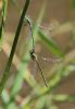 Scarce Emerald Damselfly at Canvey Wick (Tim Bourne) (39032 bytes)