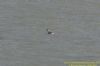 Slavonian Grebe at Gunners Park (Richard Howard) (78327 bytes)