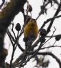 Siskin at Hockley Woods (Vince Kinsler) (78550 bytes)