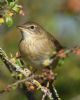 Grasshopper Warbler at Bowers Marsh (RSPB) (Graham Oakes) (58591 bytes)