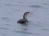 White-billed Diver at Southend Pier (Vince Kinsler) (38552 bytes)