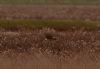 Hen Harrier at Wallasea Island (RSPB) (Vince Kinsler) (70868 bytes)