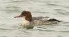 Goosander at Hullbridge (Steve Arlow) (41869 bytes)