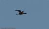 Great Northern Diver at Wallasea Island (RSPB) (Jeff Delve) (19239 bytes) Great Northern Diver at Wallasea Island (RSPB) (Jeff Delve) (19239 bytes)