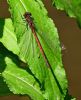 Large Red Damselfly at Belfairs Great Wood (Graham Oakes) (95329 bytes) Large Red Damselfly at Belfairs Great Wood (Graham Oakes) (95329 bytes)