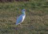 Cattle Egret at Lion Creek (Jeff Delve) (65194 bytes)