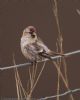 Mealy Redpoll at Wallasea Island (RSPB) (Jeff Delve) (54279 bytes)