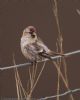 Mealy Redpoll at Wallasea Island (RSPB) (Jeff Delve) (54279 bytes)