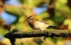 Firecrest at Hockley Woods (Tim Bourne) (55150 bytes)