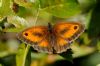 Gatekeeper at Bowers Marsh (RSPB) (Richard Howard) (58341 bytes)