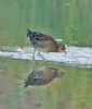 Spotted Crake at Bowers Marsh (RSPB) (Graham Oakes) (85153 bytes)