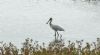 Spoonbill at Wallasea Island (RSPB) (Steve Arlow) (55413 bytes)