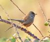 Dartford Warbler at Hadleigh Downs (Graham Oakes) (63905 bytes)