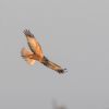 Marsh Harrier at Wallasea Island (RSPB) (Andrew Armstrong) (35022 bytes) Marsh Harrier at Wallasea Island (RSPB) (Andrew Armstrong) (35022 bytes)