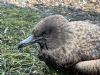 Great Skua at Wakering Stairs (Marc Outten) (128819 bytes)