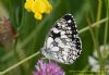 Marbled White at Canvey Way (Richard Howard) (59382 bytes)