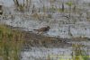 Wall Brown at West Canvey Marsh (RSPB) (Richard Howard) (84402 bytes)