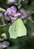 Brimstone at Bowers Marsh (RSPB) (Graham Oakes) (58185 bytes)